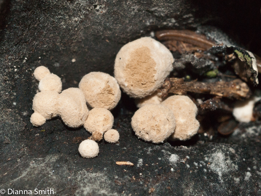 Asterophora lycoperdoides Nyctalis lycoperdoides)01380