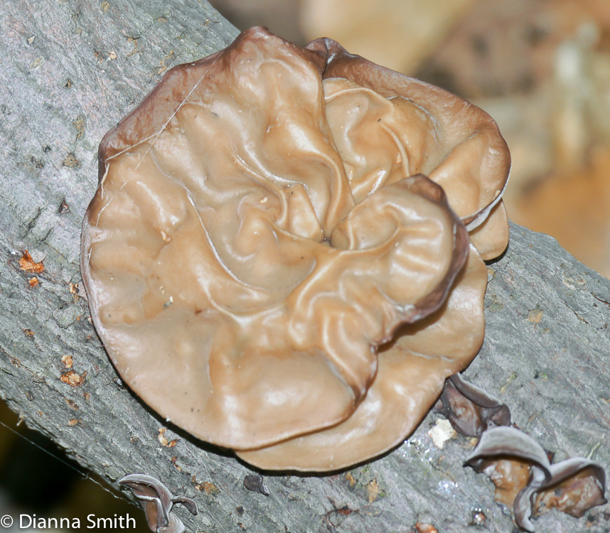 Auricuaria auricula1000657