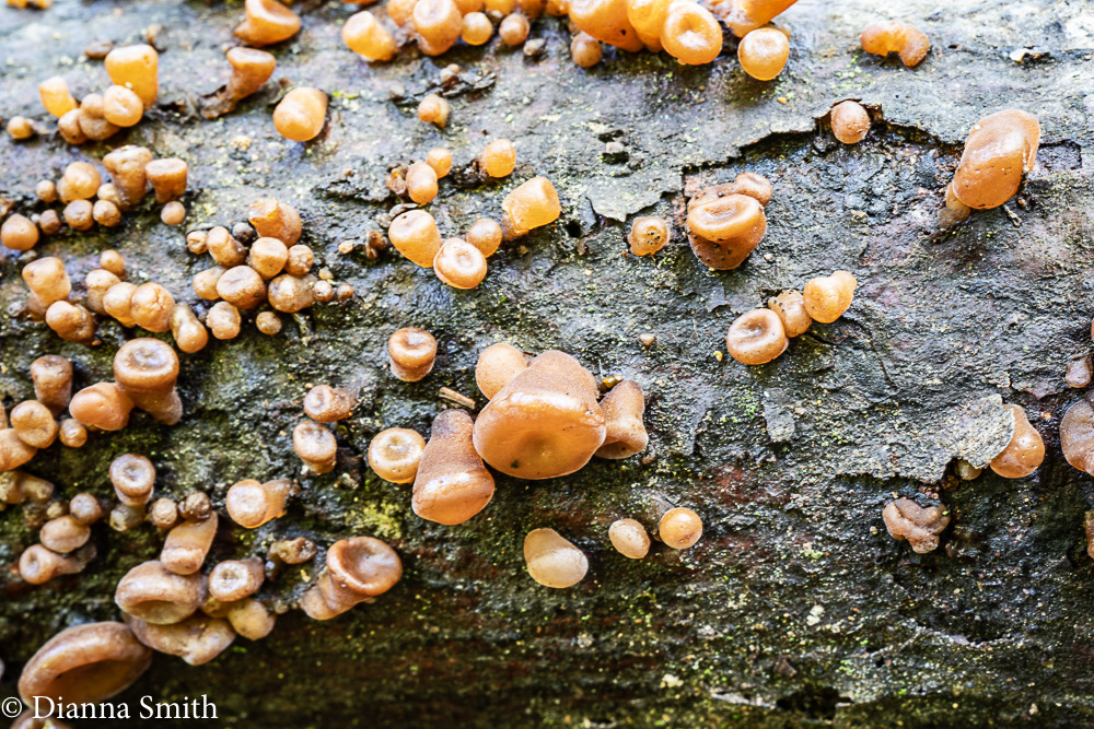 Auricularia angiospermarum 03037