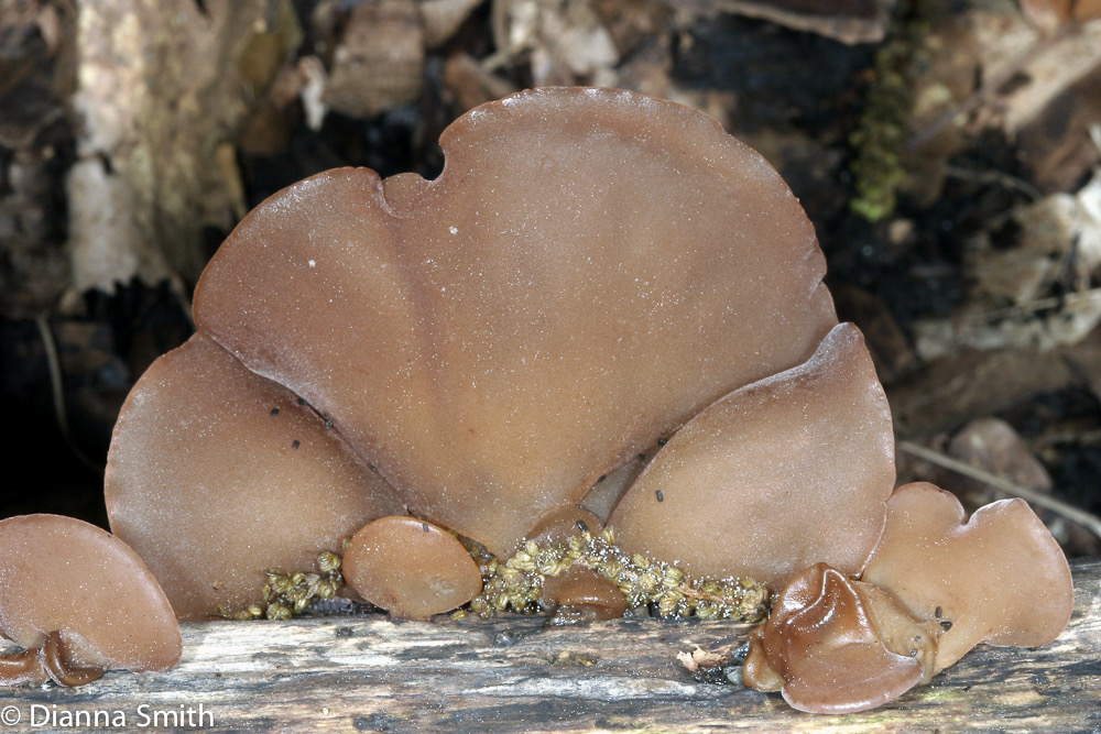 Auricularia auricula 0210
