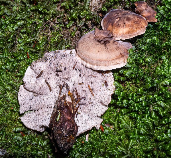 Bankera violacscens with central stalk  01788
