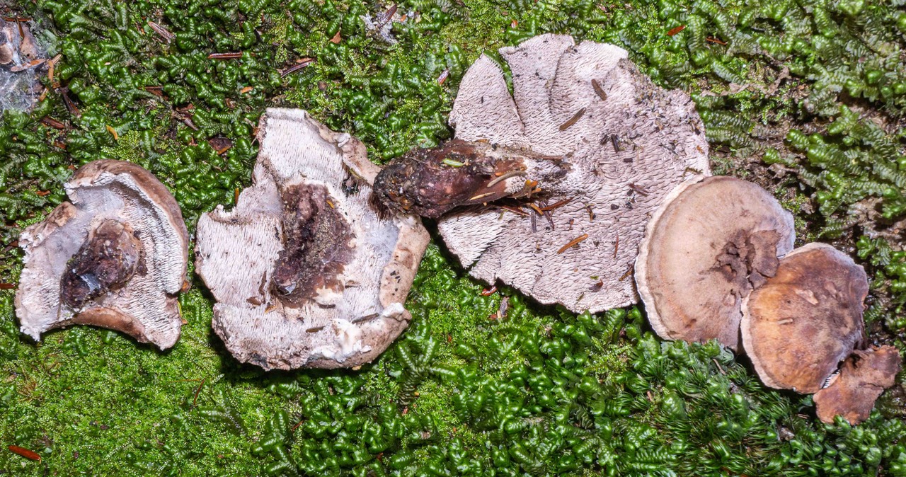 Bankera violacscens with central stalk 01790