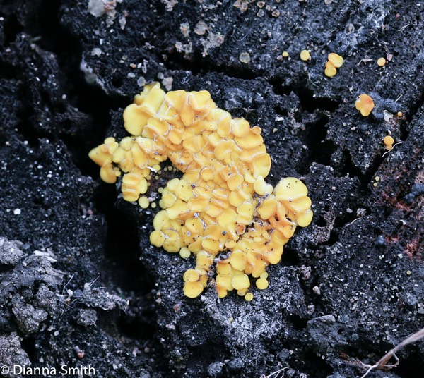 Bisporella citrinum7179