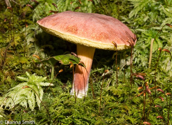 Boletellus pseudochrysenteroides02816