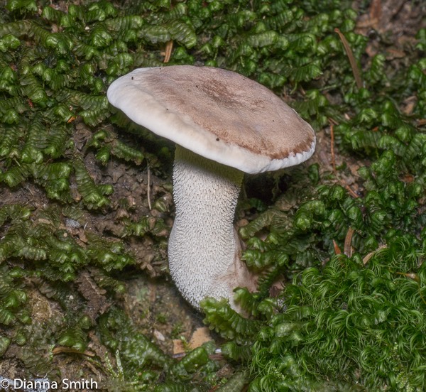 Bankera fulingineoalba1010440