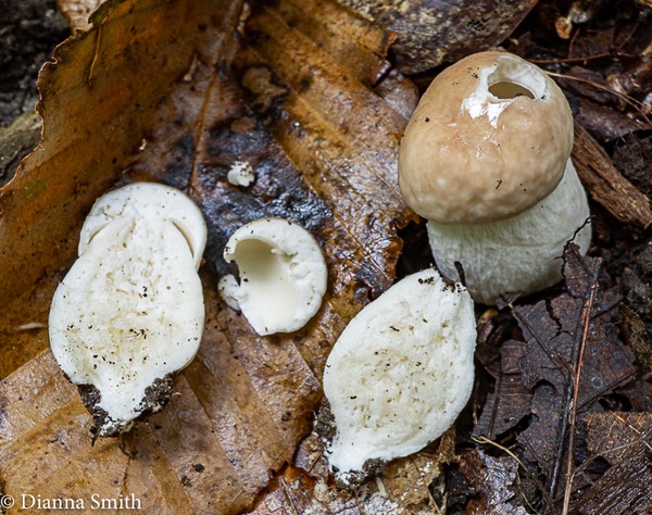 Boletus atkinsonii 05083