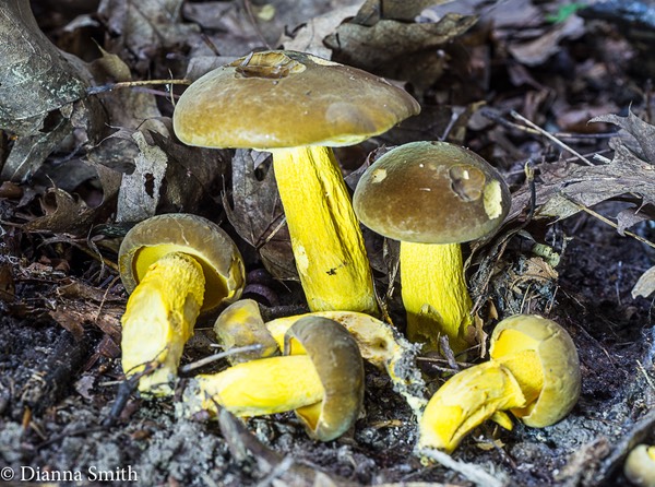 Boletus auripes (Boletus aueissimus)01330