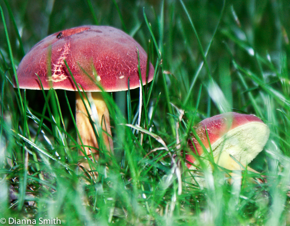 Hortoboletus campestri (Boletus campestris)0995