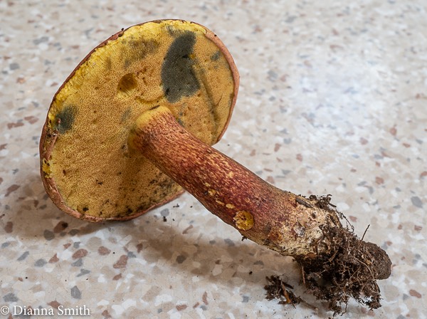 Boletus carminiporus 02565