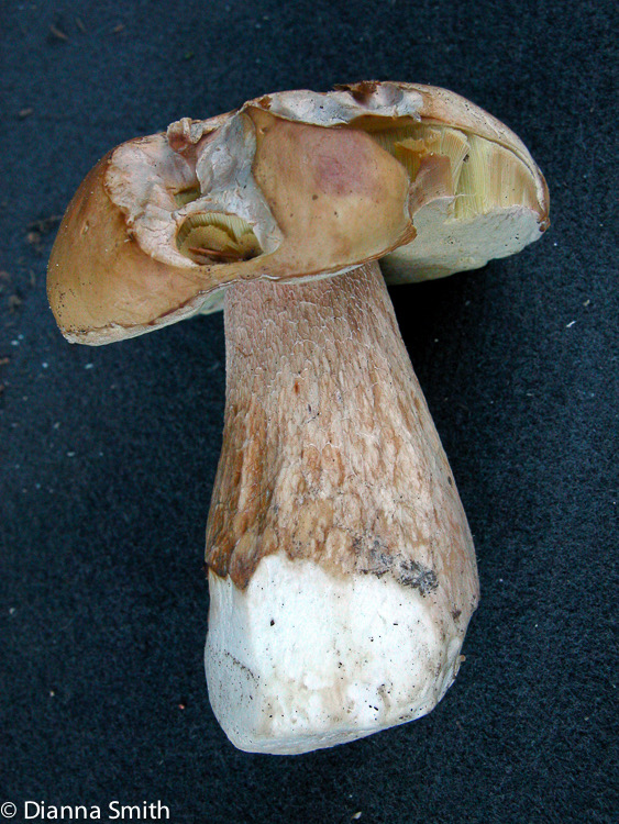 Boletus clavipes no8560