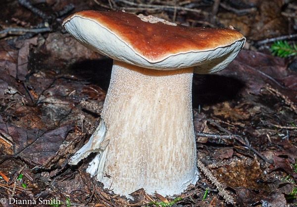  Boletus edulis  .02732