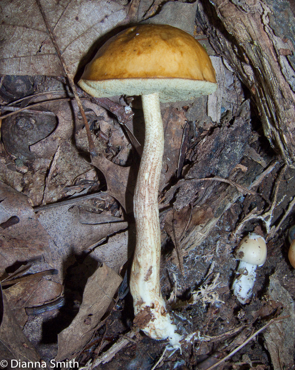 Boletus longicurvipes 9692