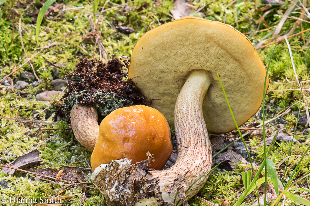 Boletus longicurvipes02488