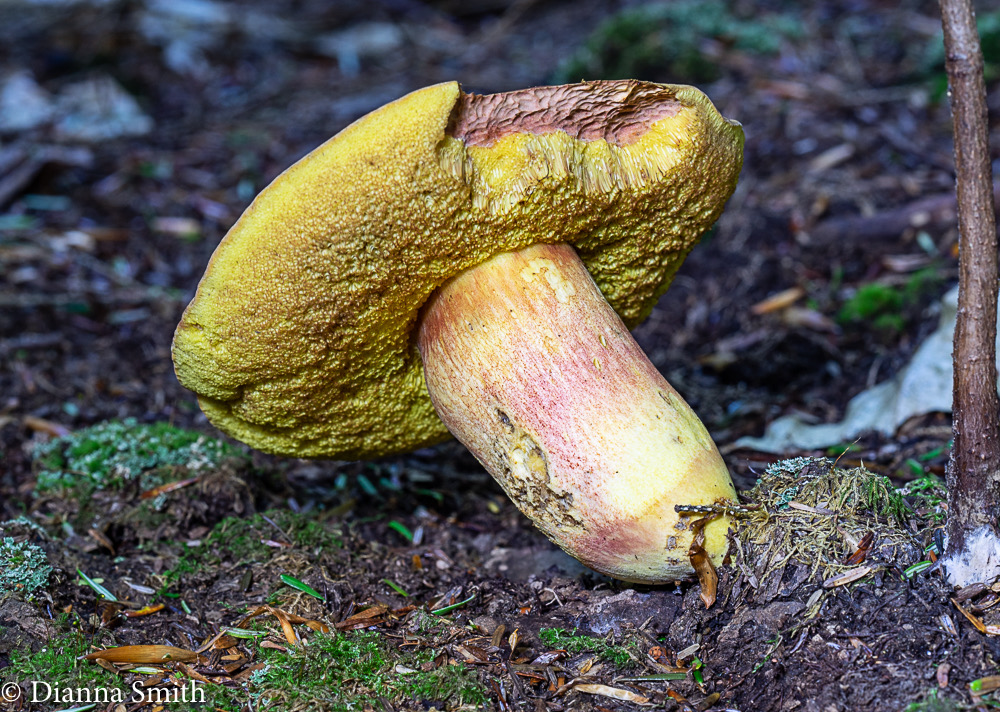 Boletus miniato-olivaceus   01397