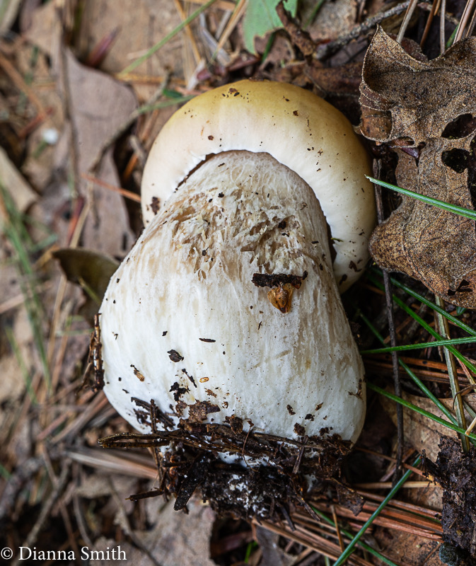 Boletus nobilissimus 05198
