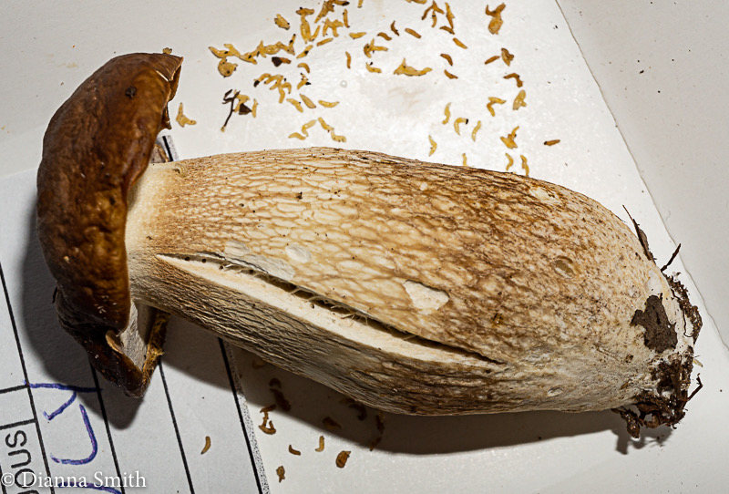 Boletus nobilissimus02852