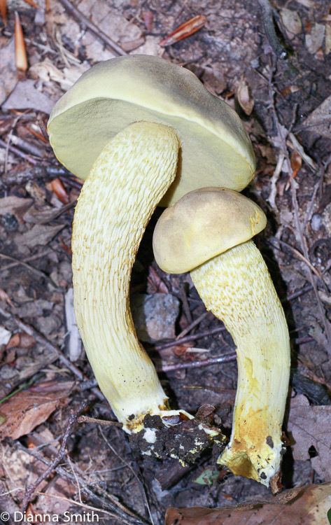 Retiboletus ornatipes (Boletus ornatipes)00350