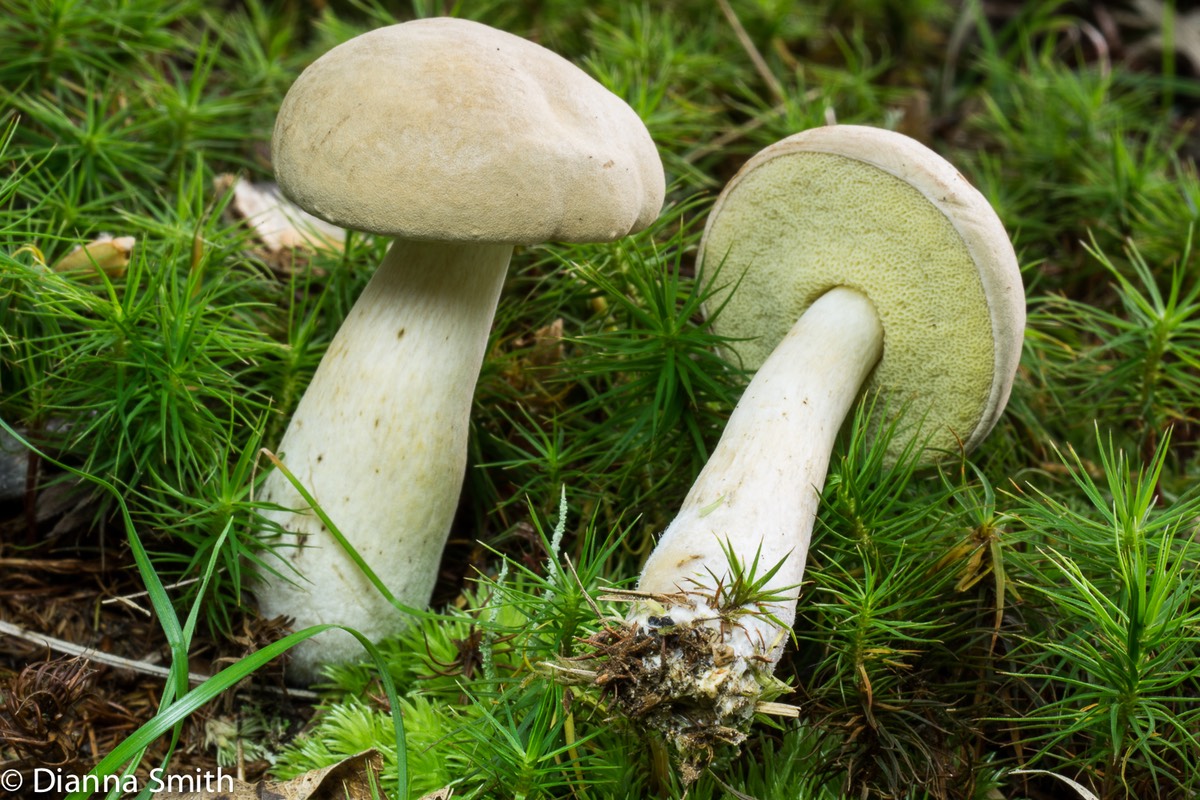 Boletus pallidus02316