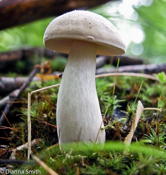 Boletus pallidus5639