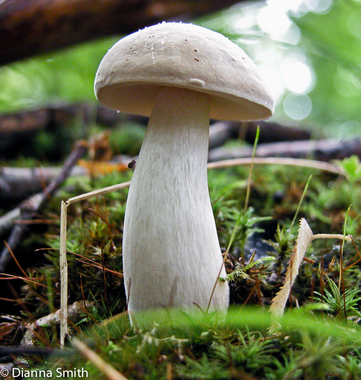Boletus pallidus5639