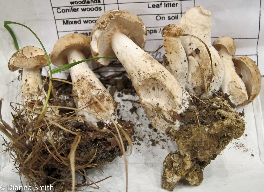 Boletus pallidus 2153