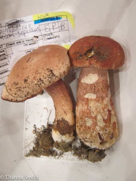 Boletus pinophilus 2164