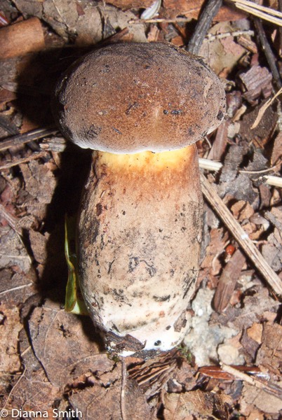 Boletus pulverulentus 9712