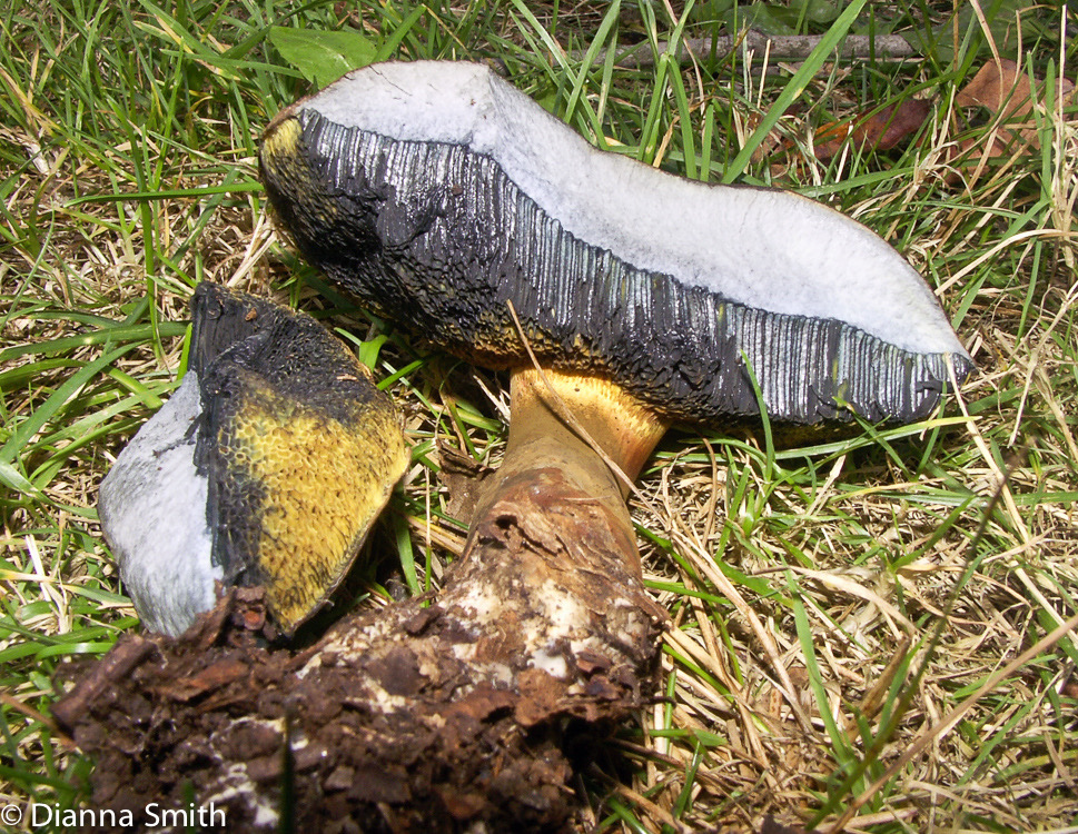 Cyanoboletus pulveruventus (Boletus pulverulentus) 3130