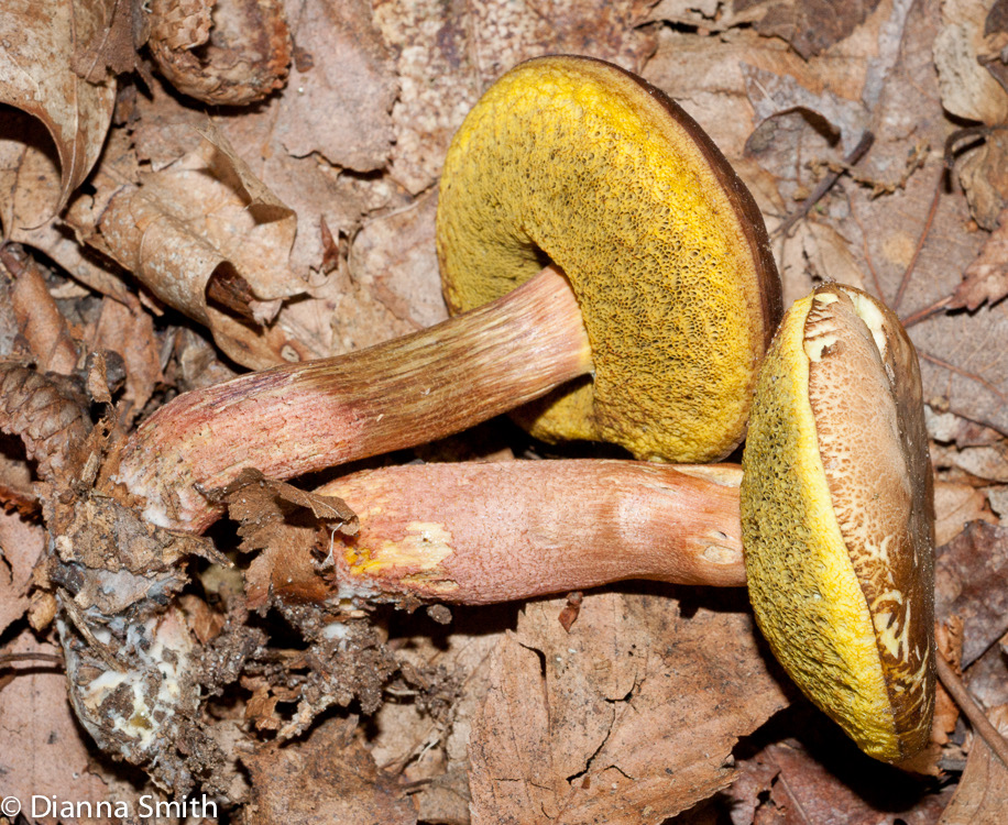 Boletus rubropunctus03132