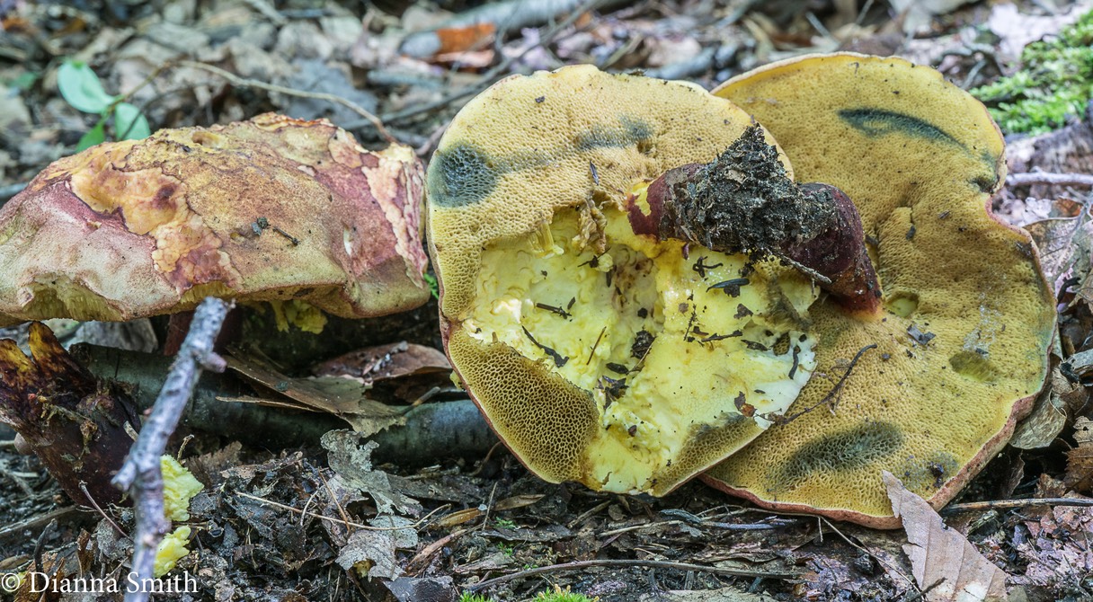 Boletus rufomaculatus 08102