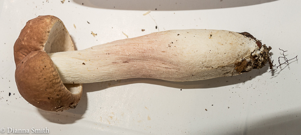 Boletus separans (Xanthoconium separans ) 3203