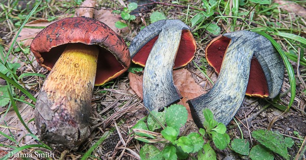 Boletus subluridellus  0930