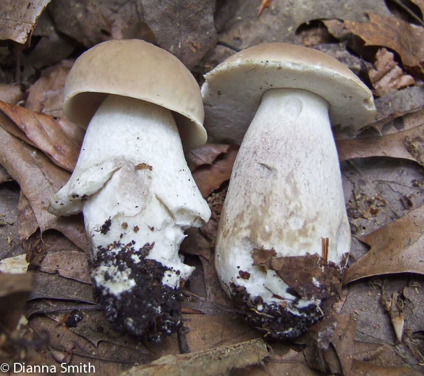 Boletus variipes2299