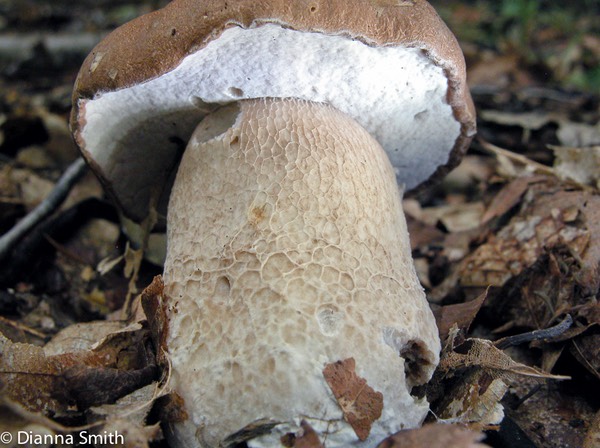Boletus variipes5730