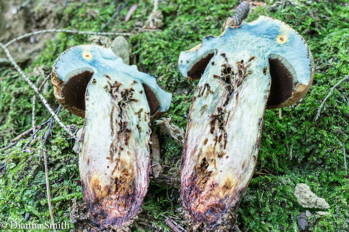 Boletus vermiculosoides 08333