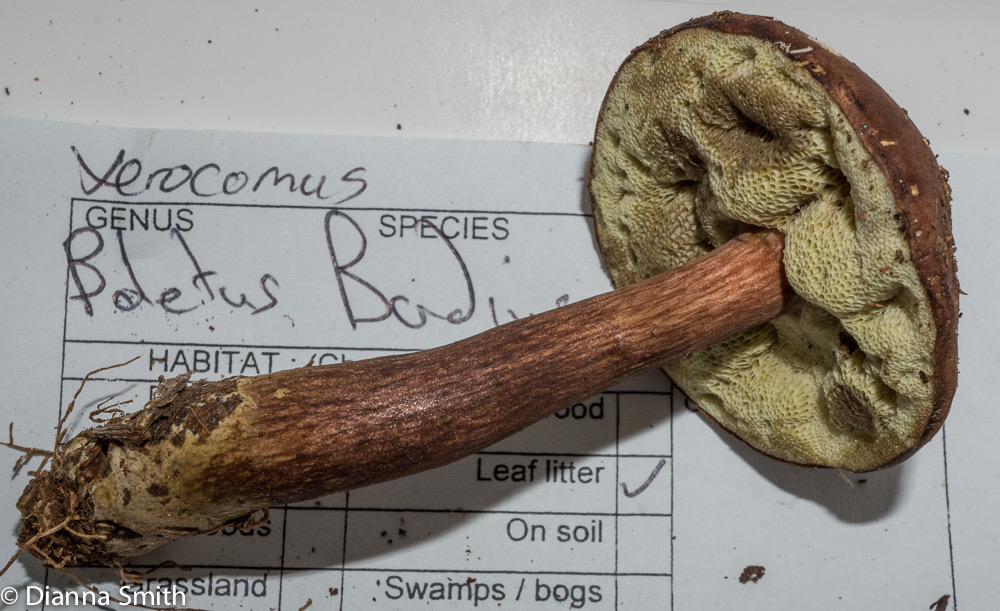 Boletus (Xerocamus) badius01444