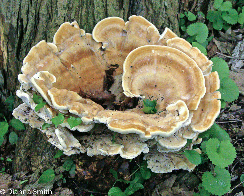 Bondarzewia berkeleyi0002