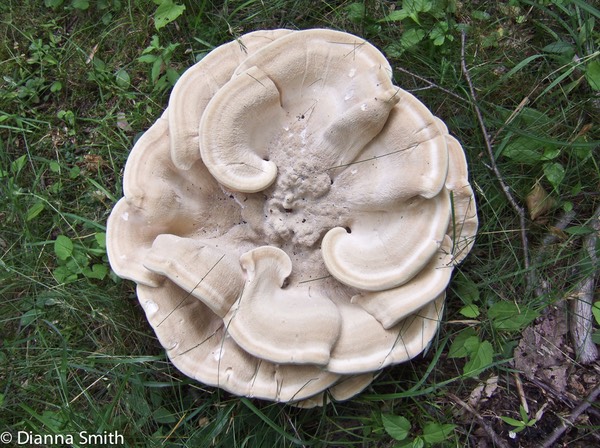 Bondarzewia berkeleyi1383