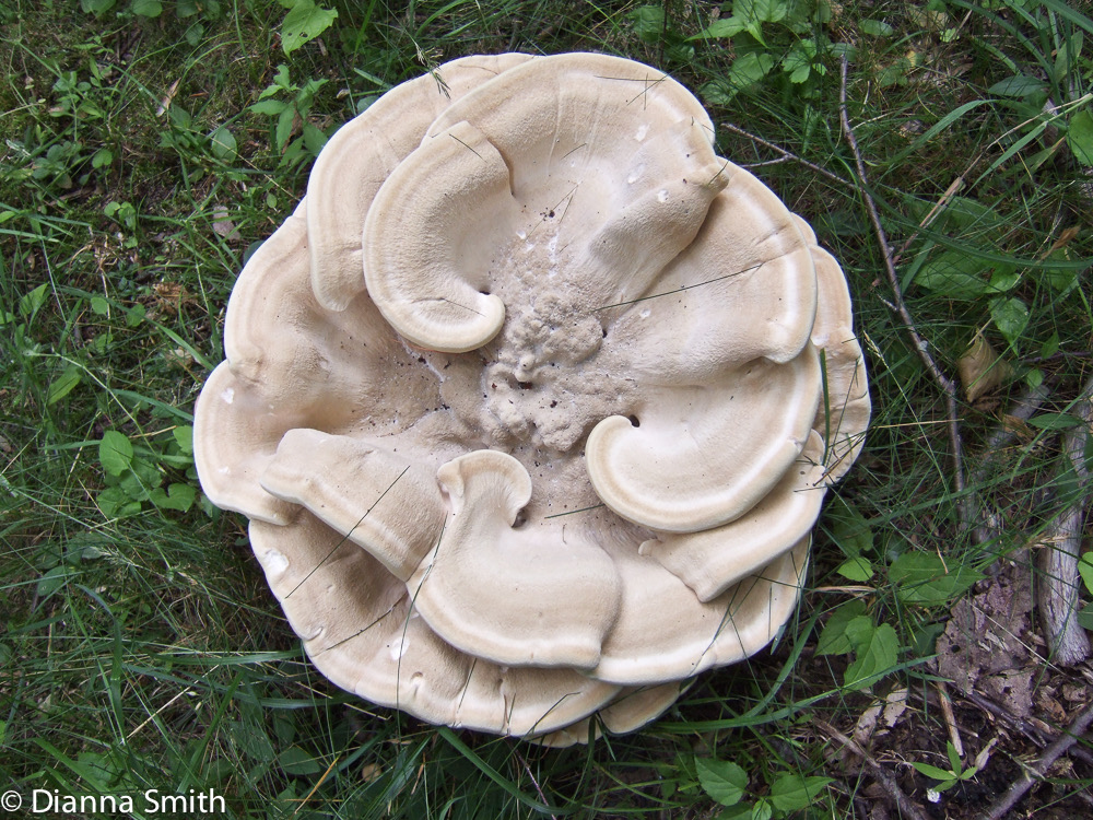 Bondarzewia berkeleyi1383