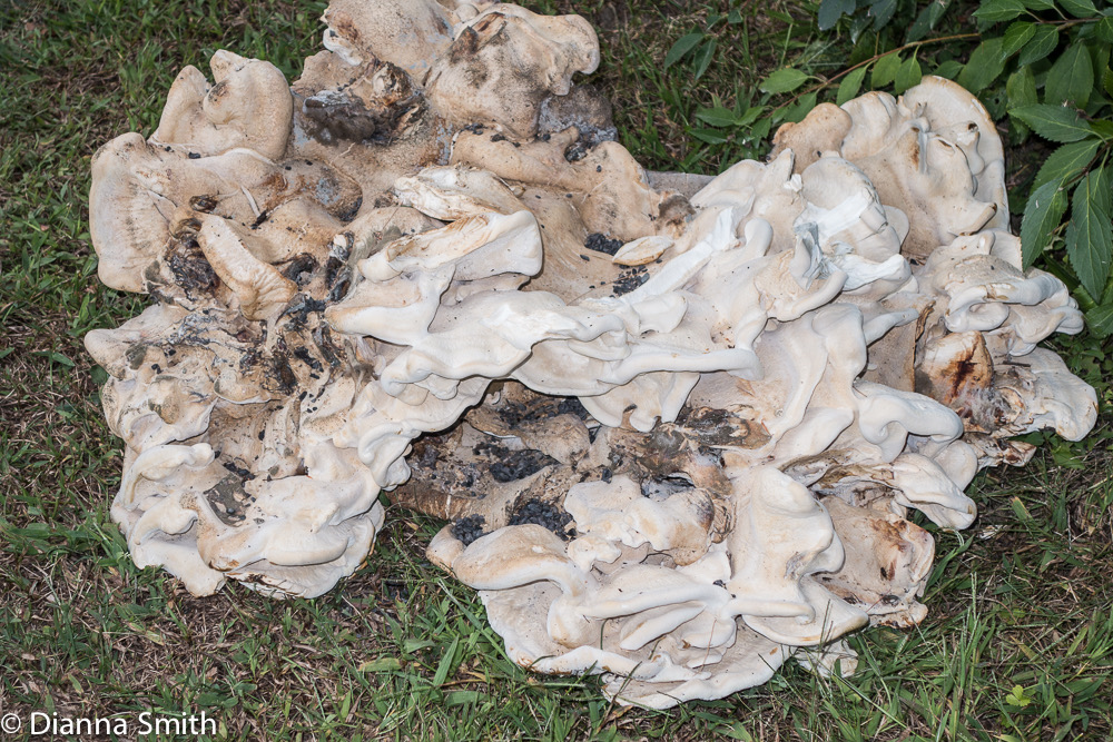 Bondarzewia berkeleyi1936