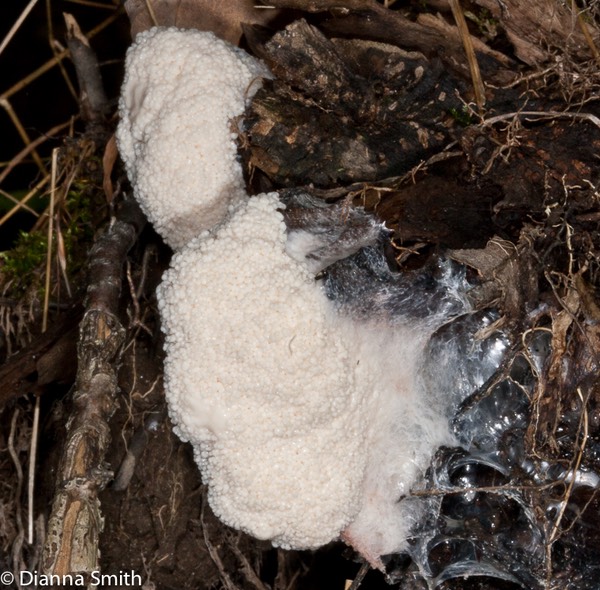 Brefeldia maxima6791