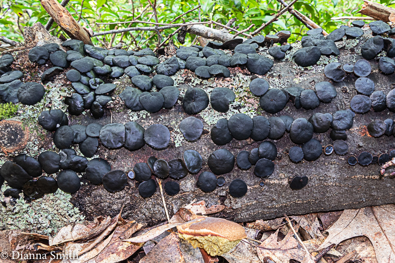 Bulgaria inquinans (Persoon) 1068