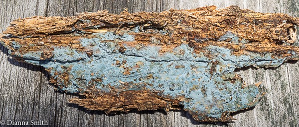 Byssocortissium pulchrum 02554