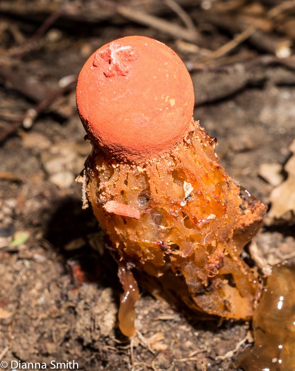Calostoma cinnabarina02684