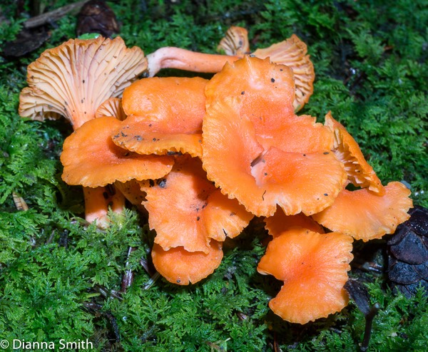 Cantharellus cinnabarinus01690