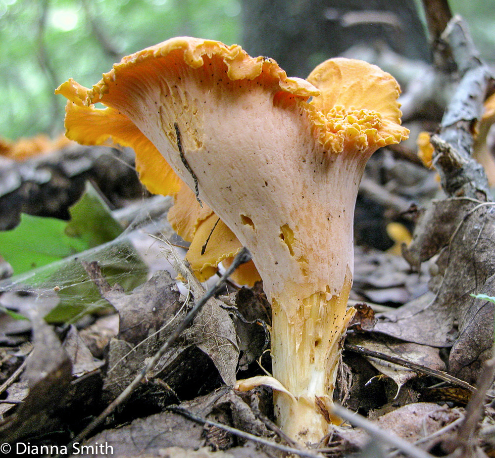 Cantharellus lateritius6238