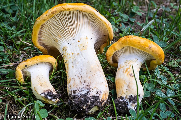 Cantharellus phasmatis 00524