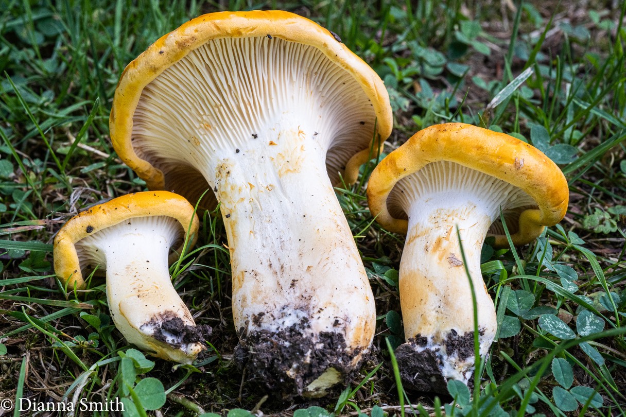 Cantharellus phasmatis 00524