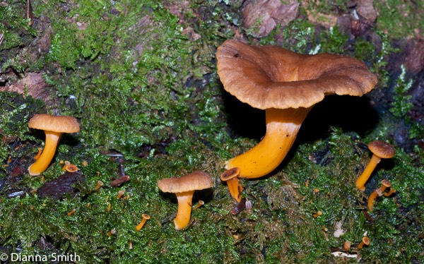 Cantharellus xanthopus (lutescens) 02560