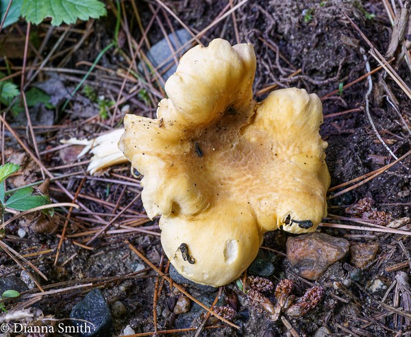 Canthrellus brownish disc, white gills, very decurren with ribbing down stem 01359